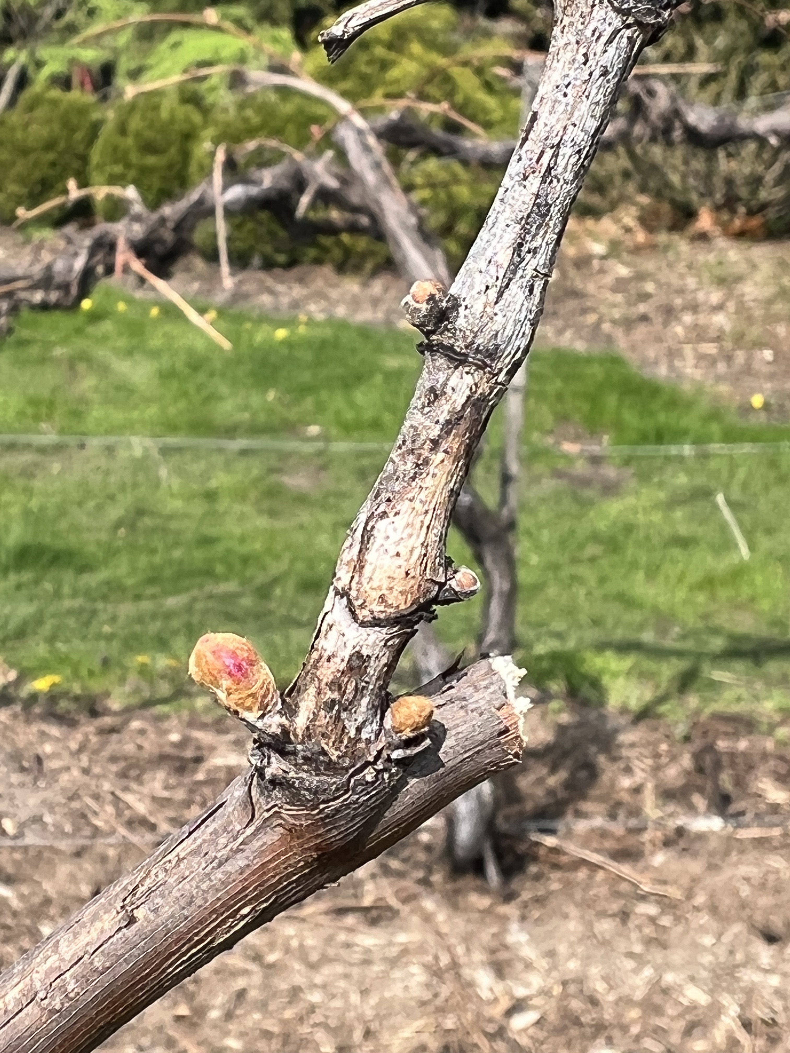Phomopsis observed on hybrid wine grapes